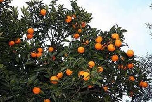 برداشت مرکبات در شهرستان ارزوئیه
