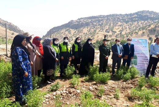 کشت گیاهان دارویی سرآغاز تحولی نوین در کشاورزی بدره