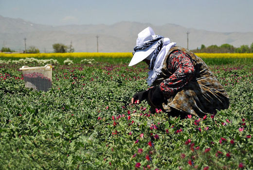 تقدیر از ۲۷ کارآفرین، مروج و پژوهشگر نمونه کشاورزی