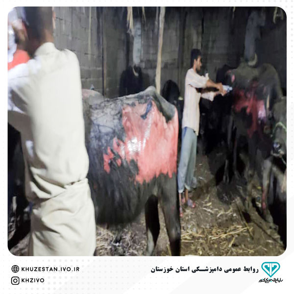 نجات گاومیش های گرقتار در آتش در کارون