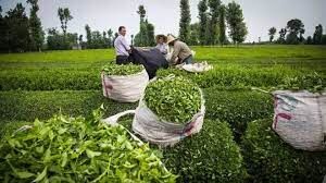  ۲۰۱۷ میلیارد تومان برگ سبز چای از چایکاران خریداری شد 