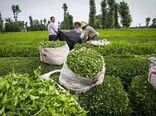  ۲۰۱۷ میلیارد تومان برگ سبز چای از چایکاران خریداری شد 