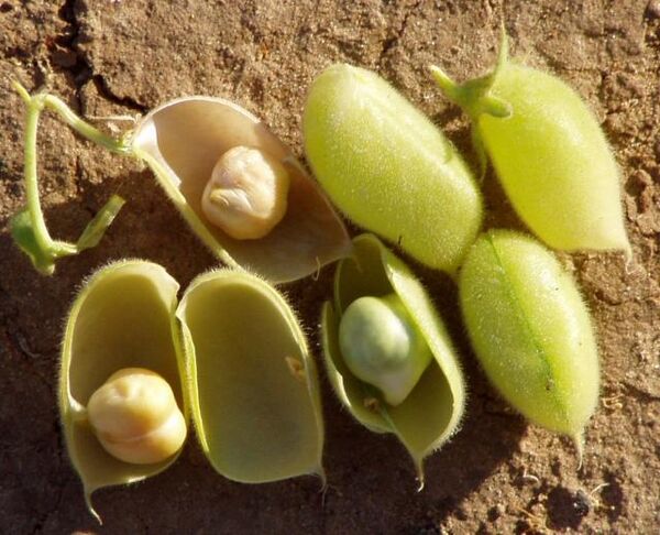 طرح الگویی کشت نخود برای اولین بار در استان بوشهر اجرا می‌شود