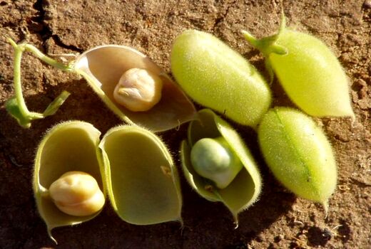 طرح الگویی کشت نخود برای اولین بار در استان بوشهر اجرا می‌شود