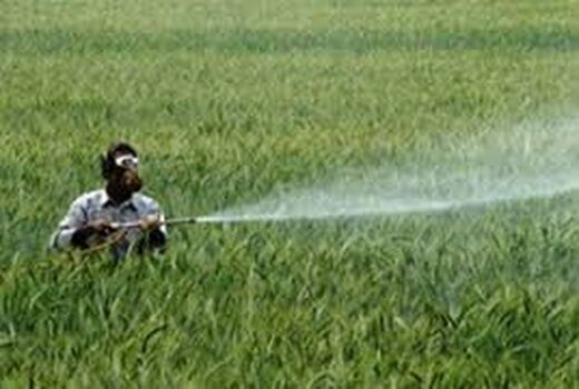 مبارزه در سطح ۱۶ هزار هکتار علیه علف‌های هرز غلات شیروان 