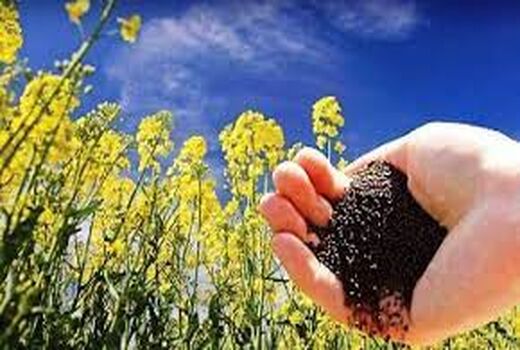 خرید تضمینی ۹۴۹ تن کلزا در خراسان شمالی 