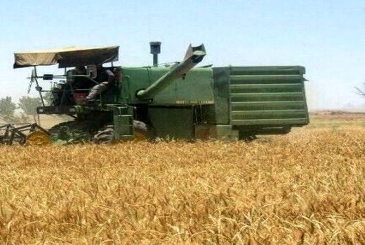 برداشت غلات از کشتزارهای شیروان آغاز شد