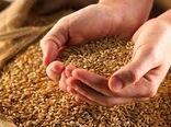 تولید سالیانه ۸ هزار تن بذر اصلاح شده گندم در کبودراهنگ