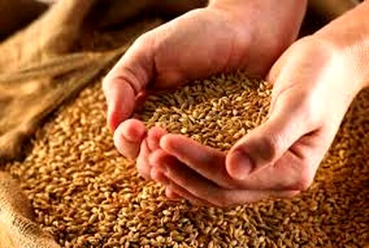 خرید تضمینی گندم از مرز 6 میلیون تن گذشت