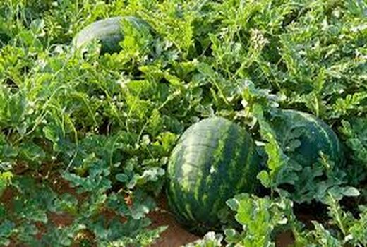 برداشت محصولات جالیزی شهرستان طبس