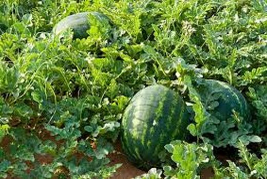 برداشت محصولات جالیزی شهرستان طبس