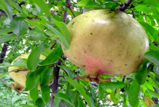 برداشت انار از باغات ارسنجان آغاز شد