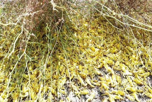 خرید یک میلیارد ریالی تجهیزات مبارزه با ملخ‌ها