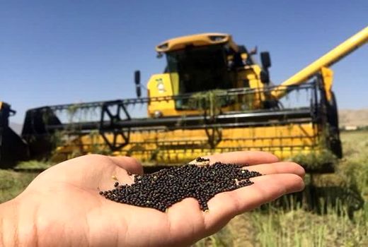 آغاز برداشت کلزا در استان فارس 