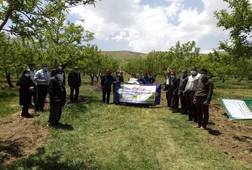 برگزاری دوره های آموزشی ترویجی اصلاح و احیاء باغات در شهرستان بروجن