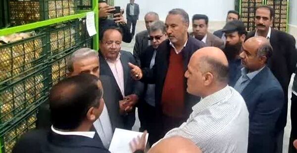 استان فارس رتبه دوم جذب مواد خام محصولات کشاورزی در کشور 