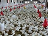 29 هزار تن گوشت مرغ در سیستان و بلوچستان تولید شد