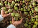 نخستین جشنواره ملی گردو در شهرستان بانه برگزار می‌شود