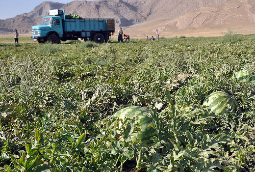 هندوانه کازرون به بازار آمد 