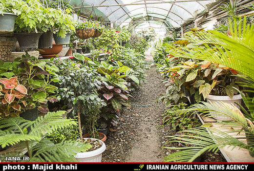 گلخانه 