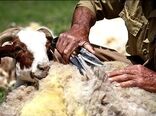 افزایش مزایای اقتصادی پرورش گوسفند با بهره وری تولید پشم