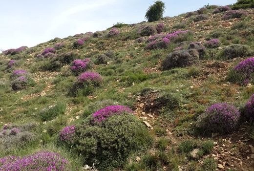 بهره‌برداری از محصول باریجه ساماندهی شود