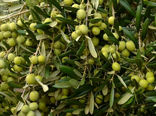 برداشت زیتون در آرادان؛ پیش‌بینی برداشت 3هزار تن زیتون از باغات این شهرستان