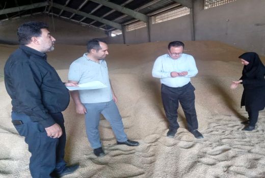 خرید بیش از 1800 تن گندم مازاد بر نیاز کشاورزان در شهرستان جلفا