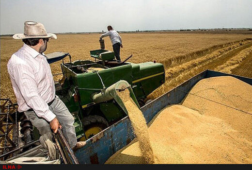 امادگی ۶۰ مرکز خرید گندم کشاورزان در استان همدان