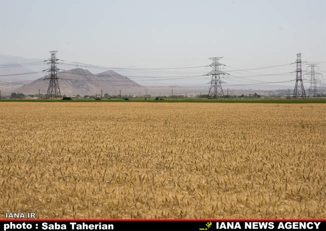 برداشت مکانیزه گندم