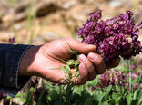 وضعیت گیاهان دارویی در اصفهان