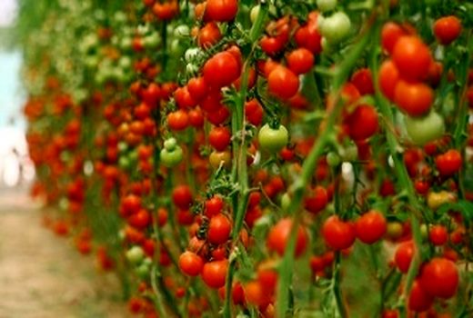 برداشت  بیش از 1500 تن گوجه فرنگی از گلخانه‌های هیدروپونیک شهرستان بم در سال جاری