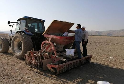 کاشت کلزا در قیروکارزین آغاز شد