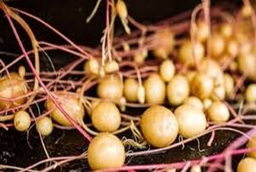 تولید سیب زمینی بذری به روش ایروپونیک در شهرکرد