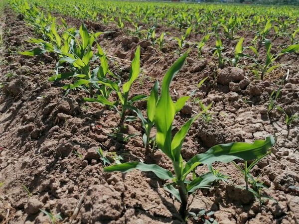 کشت ذرت علوفه‌ای در چهار هزار و  ۵۰۰ هکتار از اراضی چهارمحال و بختیاری