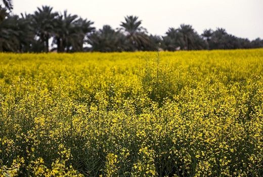 کشت گیاهان تابستانه جایگزین سوزاندن کاه و کلش در رامشیر