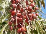 تداوم کشت محصولات کم‌آب‌بر در آذربایجان‌غربی/ برداشت سنجد آغاز شد