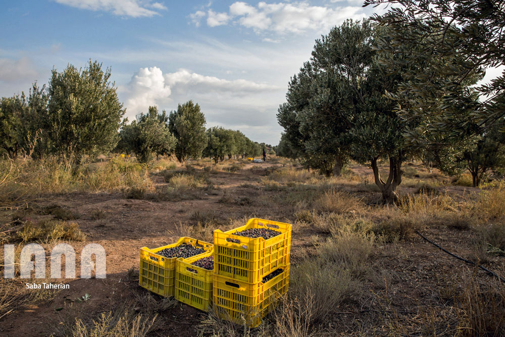  باغ بزرگ زیتون‌کشور در منجیل