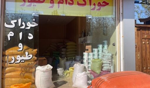 فروش ۲۶۳ هزار تنی خوراک دام و طیور در تیر ۱۴۰۵