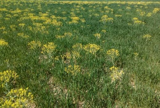 اجرای طرح پایلوت ۳۰۰ هکتاری برای مقابله با علف هرز خردل برگ مومی در قزوین