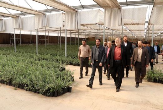 بازدید معاون وزیر جهاد کشاورزی از یک تولید و فرآوری زیتون در طارم سفلی