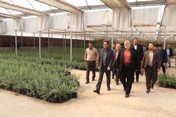 بازدید معاون وزیر جهاد کشاورزی از یک تولید و فرآوری زیتون در طارم سفلی