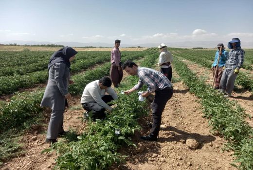 اجرای طرح کنترل بیولوژیک آفات در ۲۵۰۰ هکتار از مزارع و باغات استان قزوین