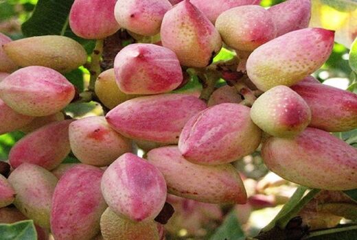 پسته ایلخچی توان رقابت در سطح ملی را دارد