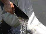 ۵۰ هزار قطعه بچه ماهی در منابع آبی بانه رهاسازی شد