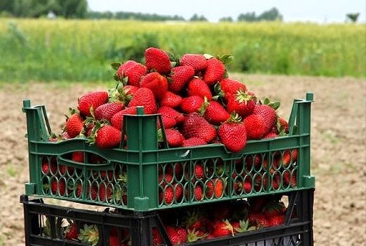 چشم نوازی توت فرنگی‌های رستم در بازار 