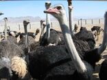 سالانه 160 تن گوشت شترمرغ درسیستان وبلوچستان تولید و روانه بازار مصرف می‌شود