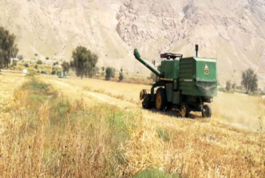 پایان برداشت جو در شهرستان پارسیان