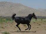 اسب اصیل کرد، اسبی مخصوص مسابقه و سوارکاری
