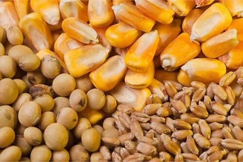 بارگذاری سهمیه نهاده‌های دامی واحدهای پرورش دام‌های نیمه صنعتی اعلام شد